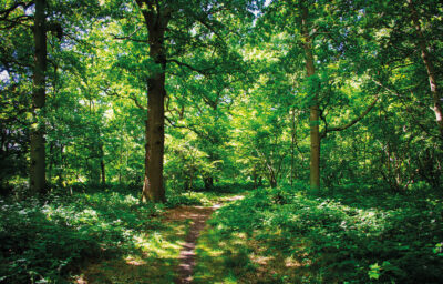 Oak Woodlands