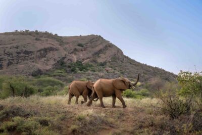 A pair of elephants walking