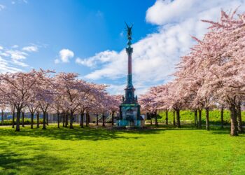 Cherry blossoms in bloom around the Ivar Huitfeldt Column in Langelinie Park