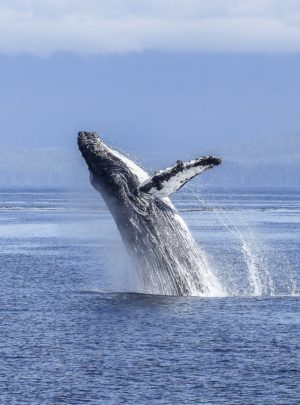 breeching humpback whale Costa Rica