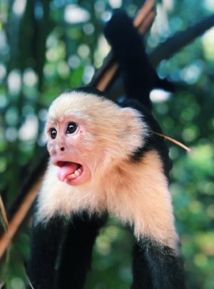 surprised capuchin monkey