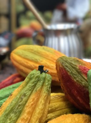 cacao fruit foodie tours Costa Rica