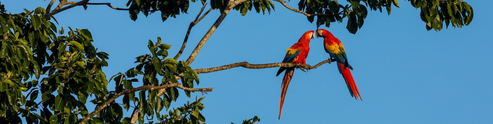 chatting scarlet macaws Costa Rica banner